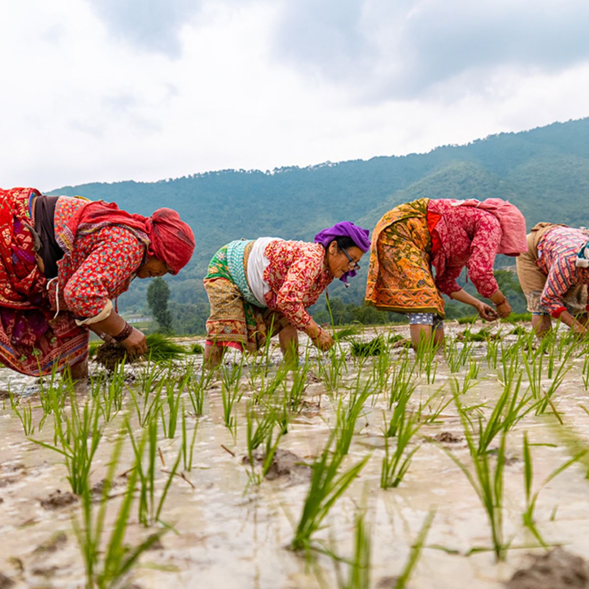 climate agriculture South Asia