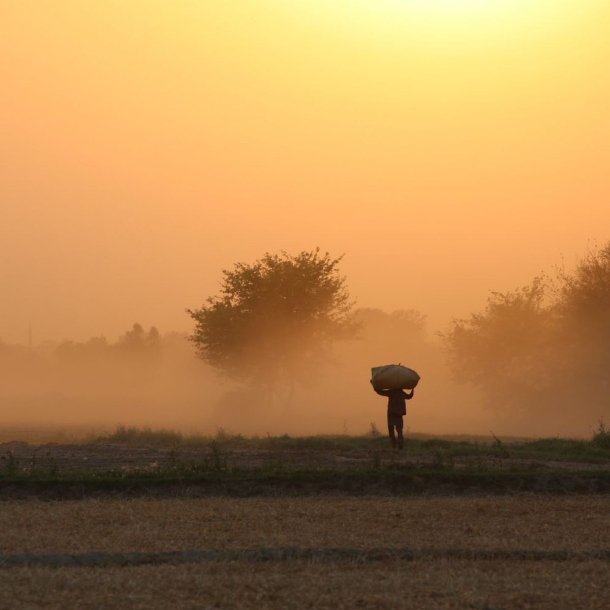 Agriculture in Pakistan