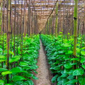 Bangladesh agriculture