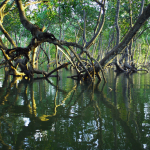 Mangroves and Climate Change in Pakistan