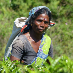 Agriculture in Sri Lanka