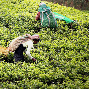 Climate-smart Agriculture in Sri Lanka