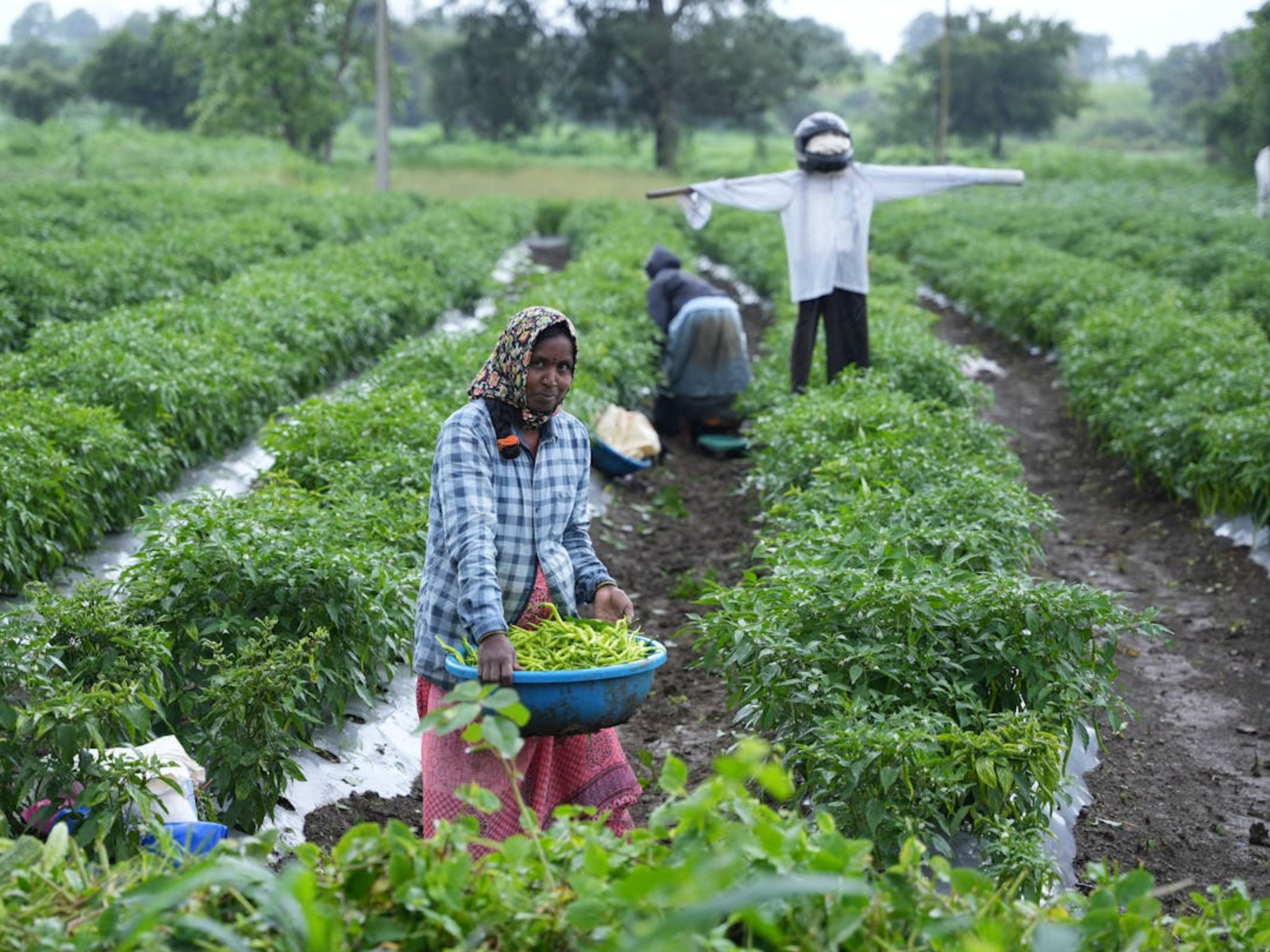 The Hard Truth About Climate Innovation: Lessons from the Ground