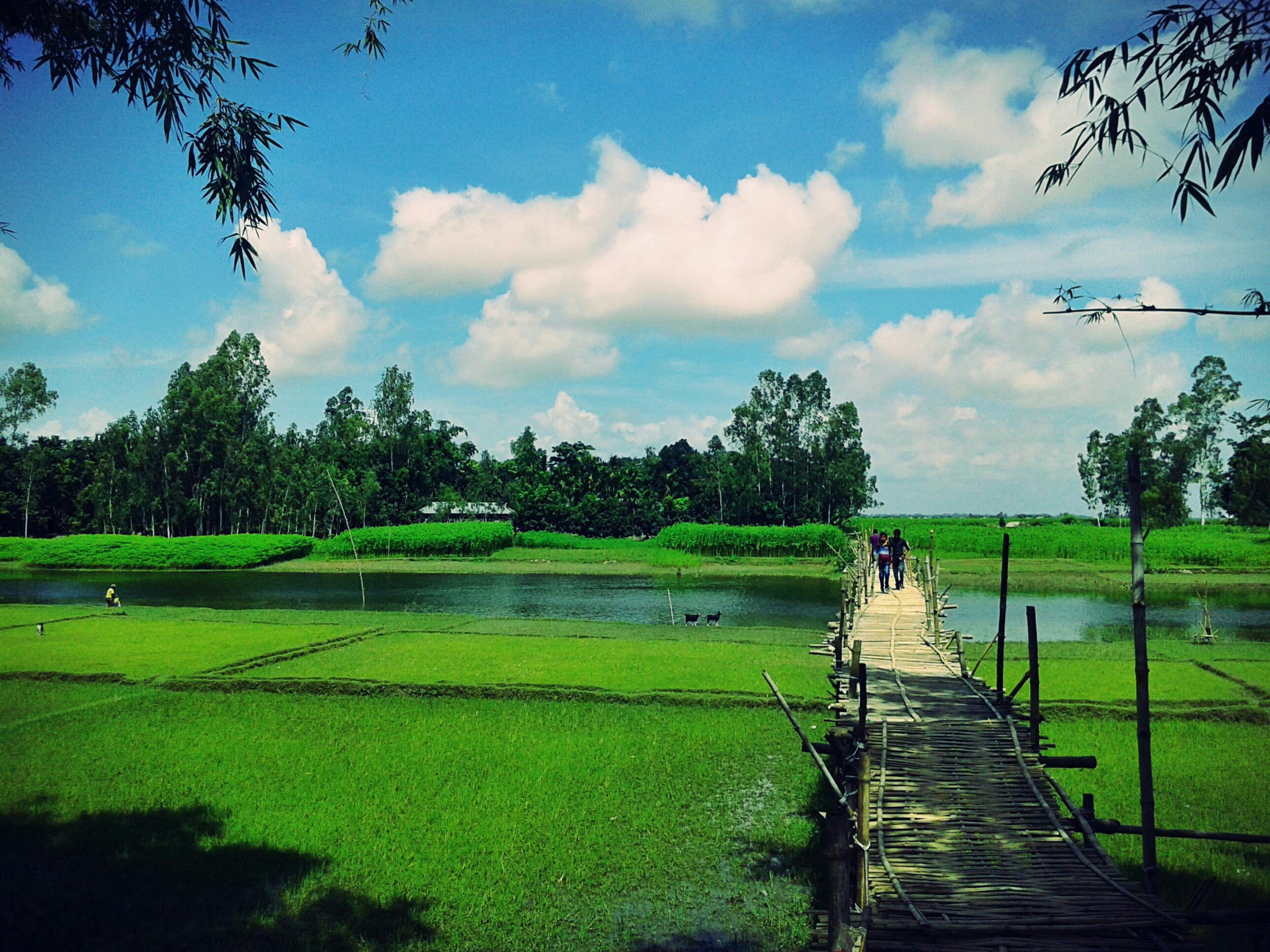 Cultivating Resilience: Advancing Climate-Smart Agriculture  in South Asia